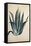 Century Plant (Agave Americana) by Jacopo Ligozzi-null-Framed Stretched Canvas