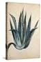 Century Plant (Agave Americana) by Jacopo Ligozzi-null-Stretched Canvas