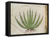 Century Plant (Agave Americana), Native to Mexico-null-Framed Stretched Canvas
