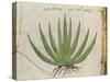 Century Plant (Agave Americana), Native to Mexico-null-Stretched Canvas