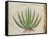 Century Plant (Agave Americana), Native to Mexico-null-Framed Stretched Canvas