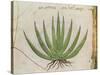 Century Plant (Agave Americana), Native to Mexico-null-Stretched Canvas