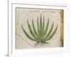 Century Plant (Agave Americana), Native to Mexico-null-Framed Giclee Print