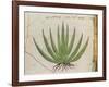 Century Plant (Agave Americana), Native to Mexico-null-Framed Giclee Print