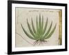 Century Plant (Agave Americana), Native to Mexico-null-Framed Giclee Print