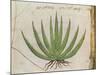 Century Plant (Agave Americana), Native to Mexico-null-Mounted Giclee Print