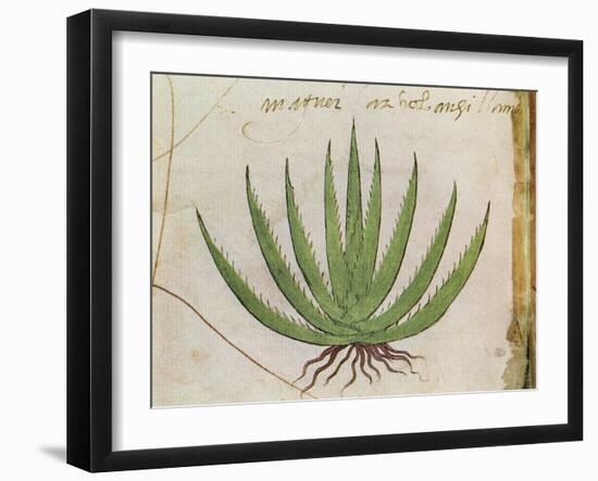 Century Plant (Agave Americana), Native to Mexico-null-Framed Giclee Print