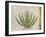 Century Plant (Agave Americana), Native to Mexico-null-Framed Giclee Print