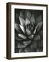 Century Plant, Baja California, 1968-Brett Weston-Framed Photographic Print