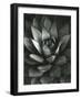 Century Plant, Baja California, 1968-Brett Weston-Framed Photographic Print