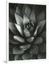 Century Plant, Baja California, 1968-Brett Weston-Framed Photographic Print