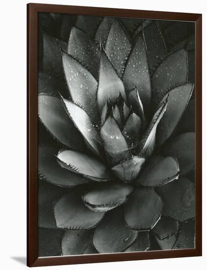 Century Plant, Baja California, 1968-Brett Weston-Framed Photographic Print