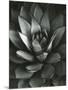 Century Plant, Baja California, 1968-Brett Weston-Mounted Photographic Print