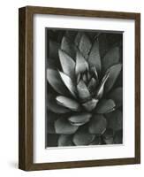 Century Plant, Baja California, 1968-Brett Weston-Framed Photographic Print