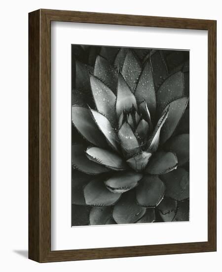 Century Plant, Baja California, 1968-Brett Weston-Framed Photographic Print