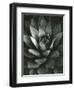 Century Plant, Baja California, 1968-Brett Weston-Framed Photographic Print