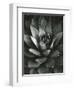 Century Plant, Baja California, 1968-Brett Weston-Framed Photographic Print