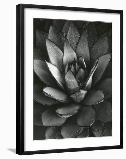 Century Plant, Baja California, 1968-Brett Weston-Framed Photographic Print