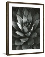 Century Plant, Baja California, 1968-Brett Weston-Framed Photographic Print