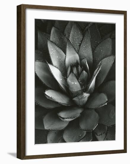 Century Plant, Baja California, 1968-Brett Weston-Framed Photographic Print