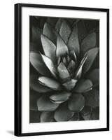 Century Plant, Baja California, 1968-Brett Weston-Framed Photographic Print