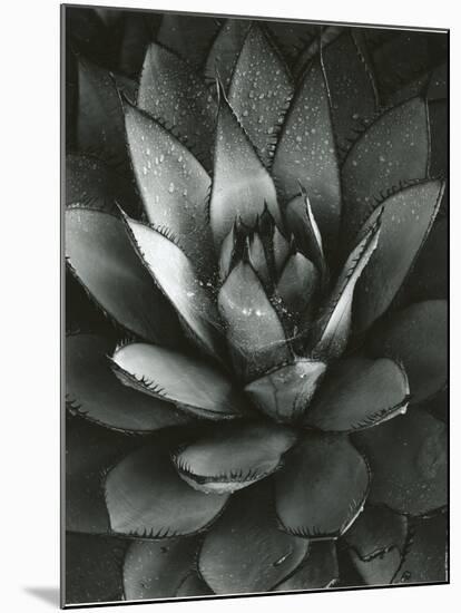 Century Plant, Baja California, 1968-Brett Weston-Mounted Photographic Print