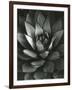 Century Plant, Baja California, 1968-Brett Weston-Framed Photographic Print