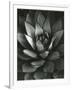 Century Plant, Baja California, 1968-Brett Weston-Framed Photographic Print