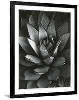 Century Plant, Baja California, 1968-Brett Weston-Framed Photographic Print