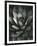 Century Plant, Baja California, 1968-Brett Weston-Framed Photographic Print