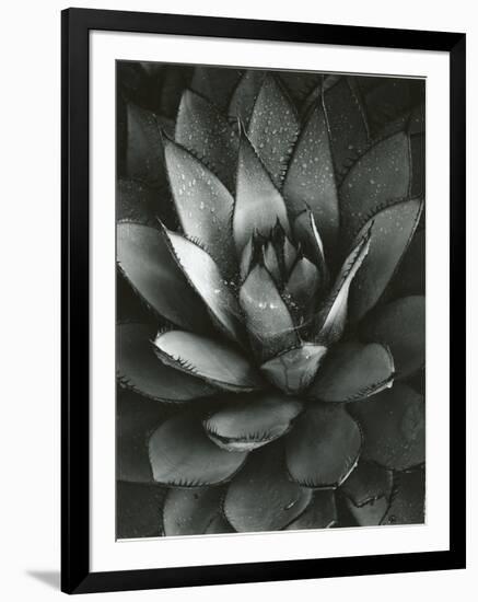 Century Plant, Baja California, 1968-Brett Weston-Framed Photographic Print