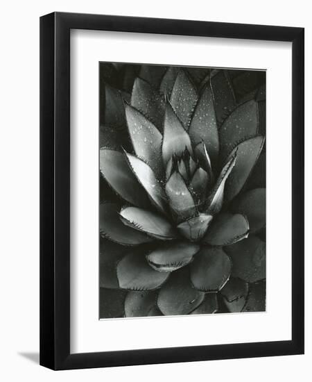 Century Plant, Baja California, 1968-Brett Weston-Framed Premium Photographic Print