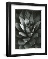 Century Plant, Baja California, 1968-Brett Weston-Framed Premium Photographic Print