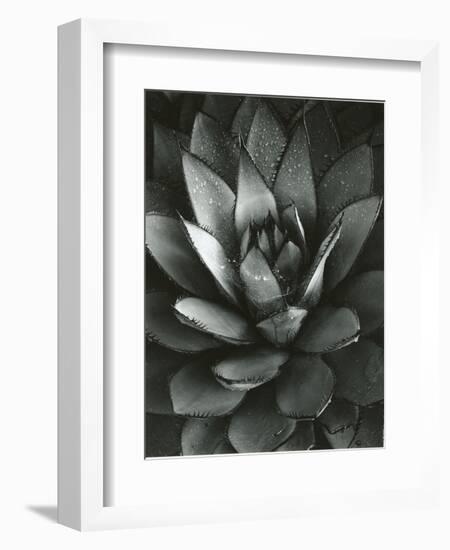 Century Plant, Baja California, 1968-Brett Weston-Framed Premium Photographic Print