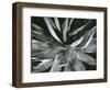 Century Plant, c. 1960-Brett Weston-Framed Photographic Print