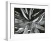 Century Plant, c. 1960-Brett Weston-Framed Photographic Print