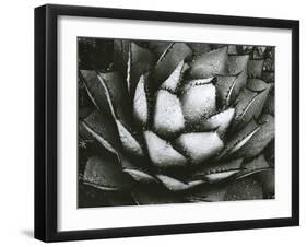 Century Plant, c. 1975-Brett Weston-Framed Premium Photographic Print