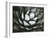 Century Plant, c. 1975-Brett Weston-Framed Premium Photographic Print