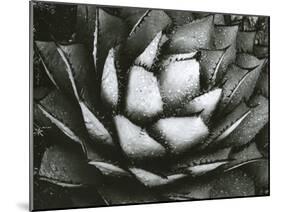 Century Plant, c. 1975-Brett Weston-Mounted Premium Photographic Print