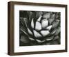 Century Plant, c. 1975-Brett Weston-Framed Photographic Print