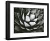 Century Plant, c. 1975-Brett Weston-Framed Photographic Print