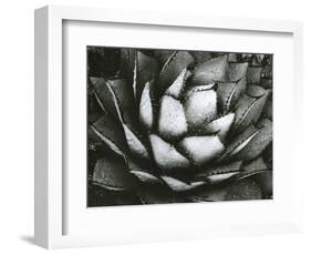 Century Plant, c. 1975-Brett Weston-Framed Photographic Print