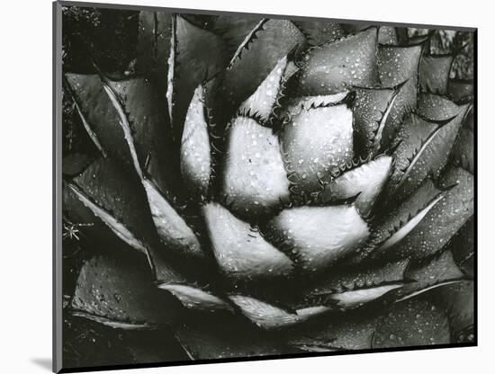 Century Plant, c. 1975-Brett Weston-Mounted Photographic Print