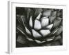 Century Plant, c. 1975-Brett Weston-Framed Photographic Print