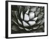 Century Plant, c. 1975-Brett Weston-Framed Photographic Print