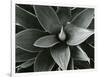 Century Plant, c. 1980-Brett Weston-Framed Photographic Print