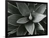 Century Plant, c. 1980-Brett Weston-Framed Photographic Print