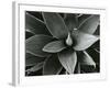 Century Plant, c. 1980-Brett Weston-Framed Photographic Print