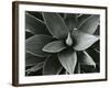 Century Plant, c. 1980-Brett Weston-Framed Photographic Print