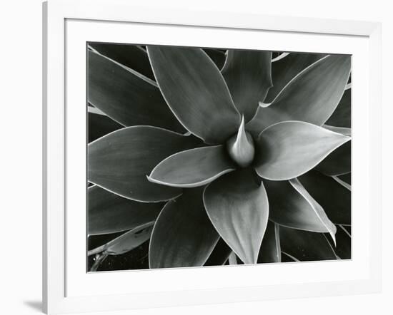 Century Plant, c. 1980-Brett Weston-Framed Photographic Print